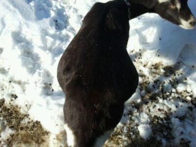 Goats: Just Kidding! Part 2 Image